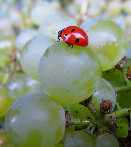 Ladybird - Champagne - Vendange 2009 Harvest - Delphine et Francis Boulard